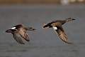 Gadwall